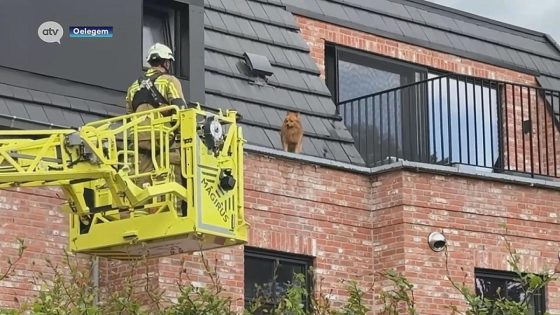 Doodleuk in dakgoot aan het wandelen: brandweer rukt uit voor hond die door balkon was geglipt