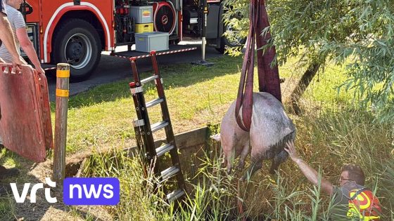 Brandweer redt 2 varkens uit sloot in Wenduine