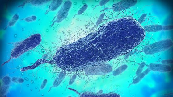 An illustration of Vibrio vulnificus bacteria.