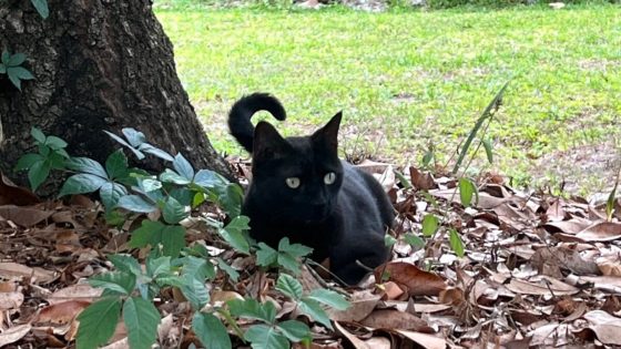 Florida Cat Named Pepper Brings Home Never-Before-Seen Virus—for the Second Time