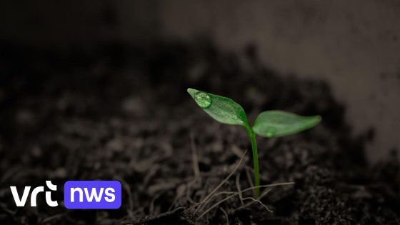 Van "weinig respect" tot "terugkeren naar de natuur": gemengde reacties op pleidooi voor 'composteren van overledenen'