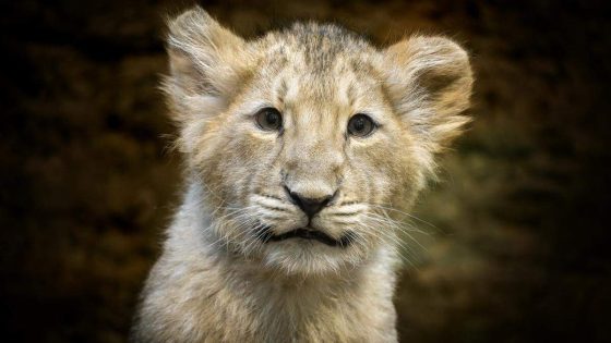 Duitse zoo laat noodgedwongen leeuwenwelpen inslapen