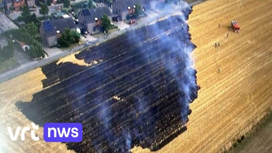 Weidebrand in Dilbeek, bosbrand in Halle: hitte en droogte geven brandweer Vlaams-Brabant West veel werk
