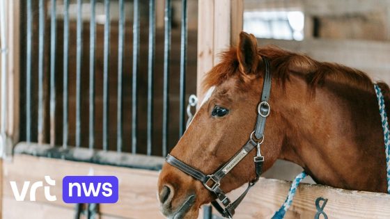 Paard met moeraskoorts in Lokeren geëuthanaseerd, 70 andere paarden in quarantaine: "Geen gevaar voor mensen"