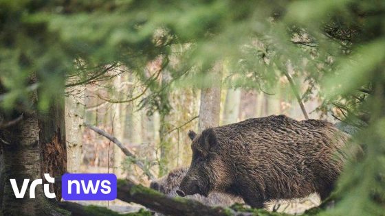 Jagers die zelf geschoten everzwijn willen eten, kunnen karkas voortaan gratis laten testen op parasiet in Limburg en Antwerpen
