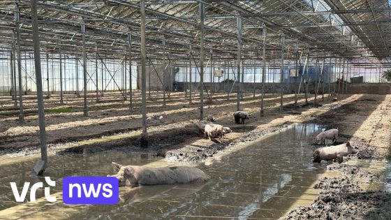 Illegale varkensstal ontdekt in Houthulst met 50 uitgehongerde varkens en biggen: mogelijke link met opgerold drugslab