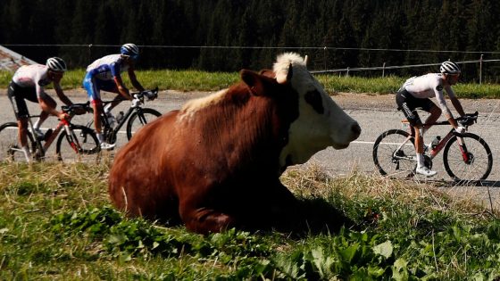 Culling of infected cows leads to shortened 19th stage of Tour de France