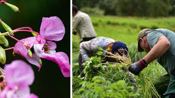 Ooit gewild voor zijn mooie bloemen, nu wordt een bijna hopeloze strijd gevoerd tegen deze exoot: “Geen bekken in Vlaanderen waar hij niet voorkomt”