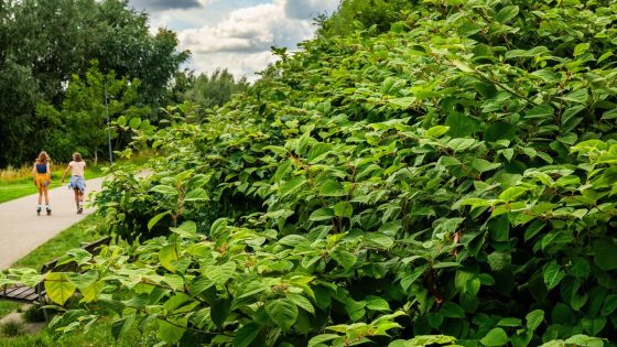 Japanse duizendknoop op Europese zwarte lijst: “Verwoestende gevolgen voor ons ecosysteem”