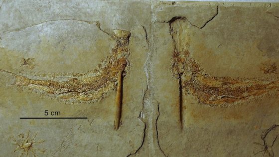 Jurassic Fish Died From Choking On A Floating Creature