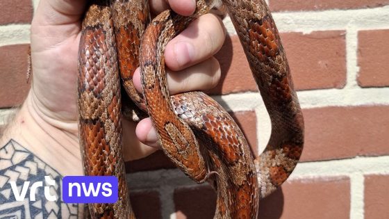 Man uit Leuven vindt rattenslang aan garage, dierenorganisatie op zoek naar eigenaar - VRT