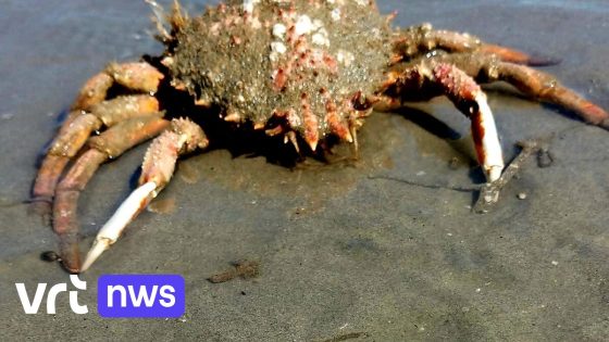 Grote spinkrab spoelt aan op strand van Oostduinkerke
