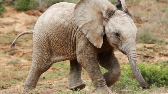 "World’s Rarest Elephant”: Meet Motty, The Only Known Elephant Hybrid