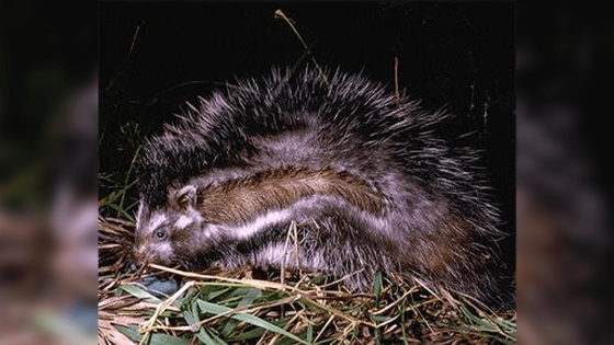 The African Crested Rat Is The World's Only Poisonous Rodent