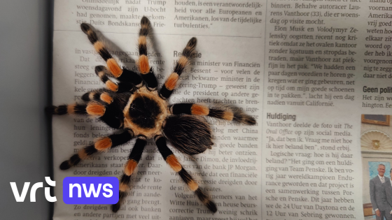 Mexicaanse roodknievogelspin duikt op in keuken As, Natuurhulpcentrum vangt dier op
