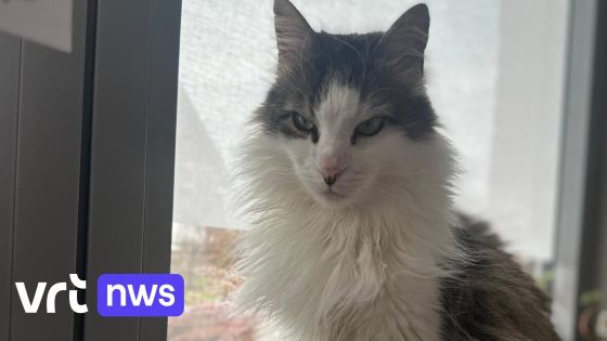 Waar zijn de katten van wijk Den Doren in Herent naartoe? "Al 7 katten zijn verdwenen, we vrezen kwaad opzet" 