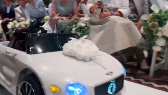 Naaktkat rijdt in mini-Bentley naar huwelijk Mister Gay Belgium-organisator: “Het meest wonderbaarlijke dat ooit in een kerk is gebeurd”