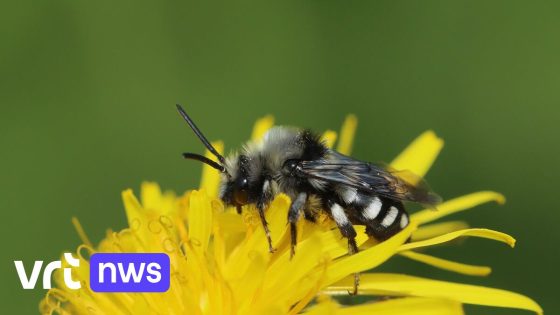 Voor het eerst een rode lijst voor wilde bijen: bijna 1 op de 3 soorten in Vlaanderen bedreigd