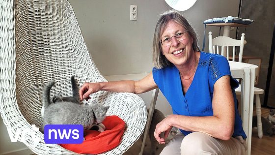 Nest Britse kortharen in Brecht krijgt eerste nieuwe kattenstamboom: "Pijnlijke genetische afwijkingen moeten eruit"