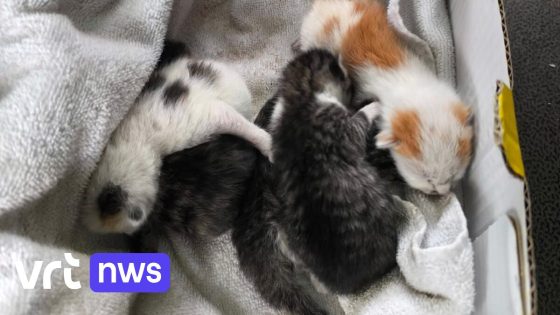 Ophalers redden 5 jonge katjes uit laadbak van afvalwagen in Mol: "Niet te snappen dat mensen katjes bij het huisvuil zetten"