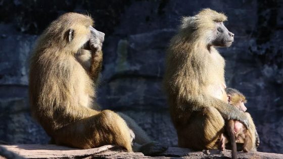 Backlash in Germany as Nürnberg Zoo kills 12 healthy baboons citing lack of space