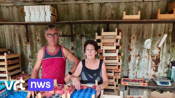 Perzikenteler Ludo uit Gelrode is blij met goede oogst: "Heel welkom na 3 slechte jaren"