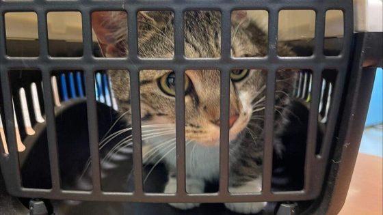 Politie brengt ‘achtergelaten’ kat in Merksem naar asiel, eigenaars razend: “Kat werd dagelijks verzorgd”