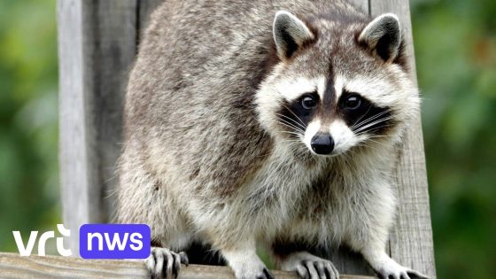 Alweer wasberen gespot in Vlaams-Brabant: deze keer in Haacht: "Schattig maar schadelijk"