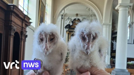 Twee kerkuilen geboren in kerk Aartselaar: "Hier hebben we 32 jaar op gewacht" 