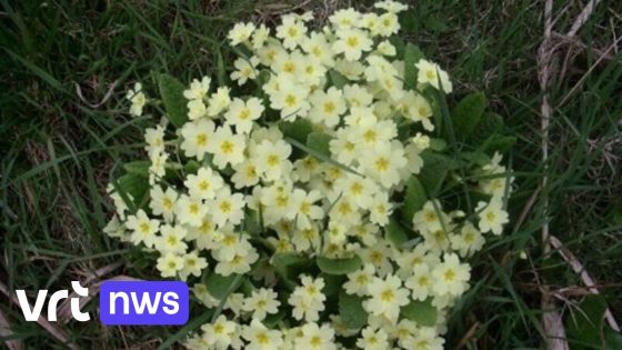 Zeldzame sleutelbloemen in Damme tonen dat golfterreinen belangrijke meerwaarde kunnen bieden voor milieu