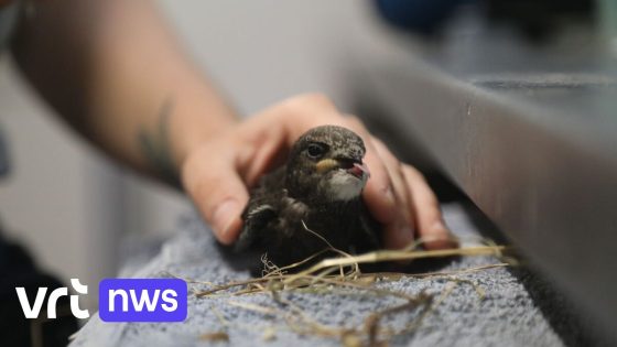 Recordaantal jonge gierzwaluwen herstelt van hitte in Natuurhulpcentrum Oudsbergen: "Op korte tijd 356 gierzwaluwen, nog nooit meegemaakt" 