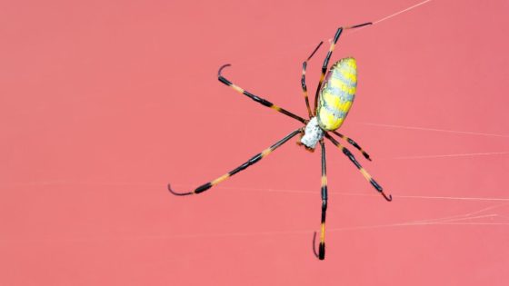 We Might Have Been Wrong About Where Spiders Came From