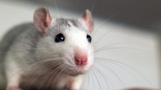 These Genetically Modified Mice Make Their Own 'Ozempic'