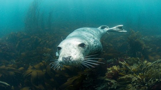 Researchers put six grey seals in a specially built tank to work out why they don’t drown – and discovered something unexpected