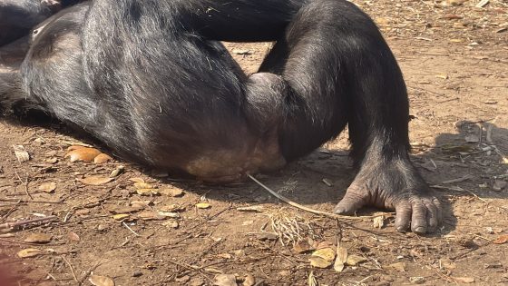 Innovation Strikes In The Field Of Chimpanzee Rectum Adornment