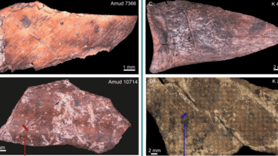 image of 4 ungulate bones with cut marks