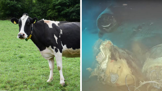 Scientists Drop Cow 1629 Meters Deep Into Sea For Study—8 Unexpected 'Smiling' Visitors Arrive To Feast