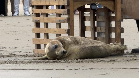Na maandenlange revalidatie keert zeehondje Moppi (met frisse tegenzin) terug naar habitat: “Kippenvelmoment”