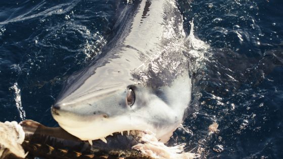a mako shark breaching and biting bait