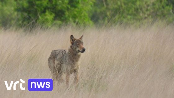Schaap mogelijk door wolf doodgebeten in Hoogstraten, ANB waarschuwt opnieuw: "Neem wolfwerende maatregelen" 