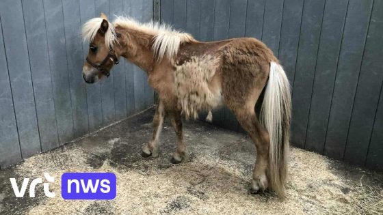 Politie treft 8 verwaarloosde pony's, schaap en enkele dode honden aan op weide in Ronse