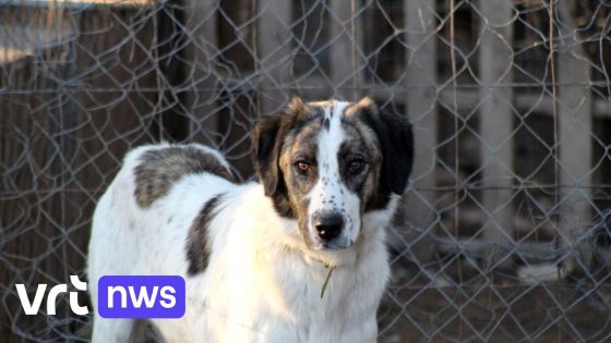 Gemeente Sint-Truiden neemt agressieve hond in beslag na bijtincident