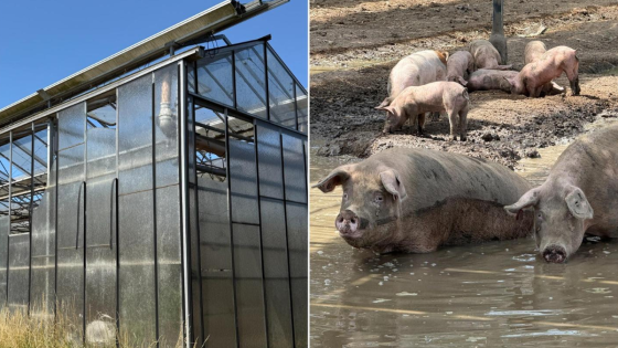 Uitgehongerde varkens gevonden in bloedhete serres bij drugslab: “Ze aten de eigen biggen op”