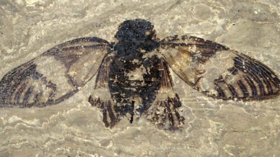 Ancient 47 Million Year Old Cicada Fossil Found In Europe