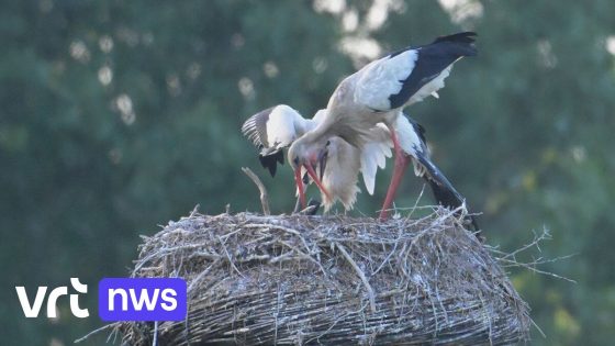 Blikje in plaats van kikker: fotograaf legt vast hoe ooievaar afval aan jong voedert in Diest