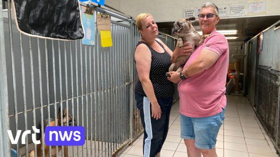 "Opeens zijn mensen allergisch voor hun hond": zomervakantie veroorzaakt grote drukte in dierenasiel in Sint-Amands