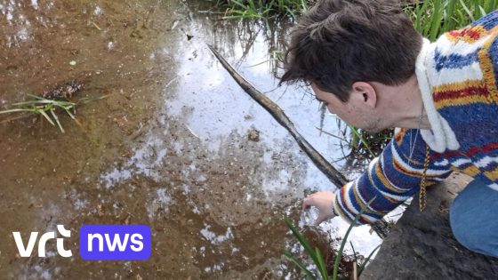 Veel bacteriën uit uitwerpselen in verschillende grachten in Bonheiden, Natuurpunt: "Sommige zijn open riolen"
