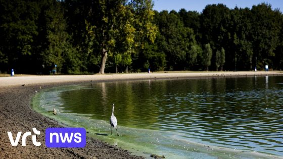 Op verschillende plekken al zwemverboden door blauwalgen: "Ze gedijen goed bij warm weer, weinig regen en weinig wind"