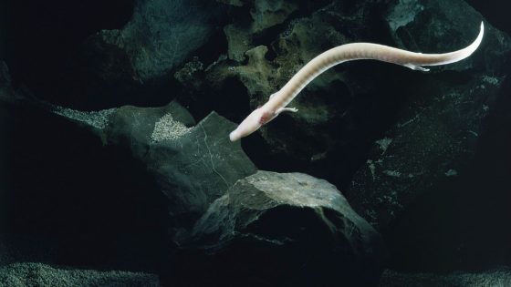 Scientists Tracked An Olm For 2,569 Days And It Did Not Move An Inch