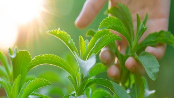 This Natural, Zero-Calorie Sweetener Could Be a Secret Weapon Against Cancer : ScienceAlert